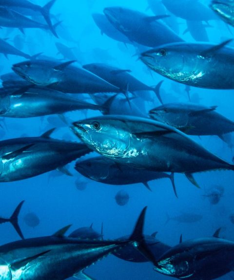 Repenser notre consommation de poisson pour protéger la santé et les écosystèmes